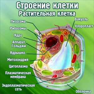 Строение клетки Растительная клетка